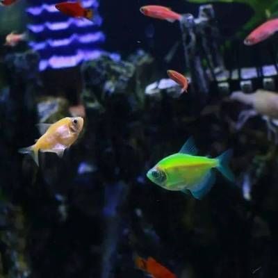 金龍魚的眼睛能看多遠