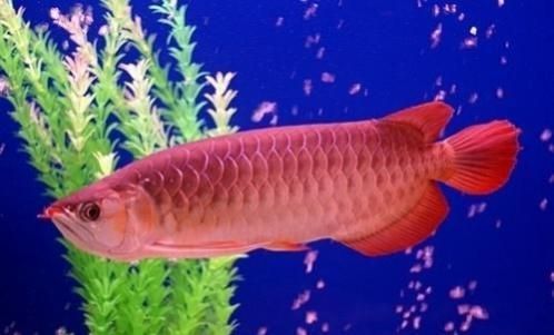 印尼紅龍魚多少錢一條合適釣魚：印尼紅龍魚價格因素而異，印尼紅龍魚的價格因素而異