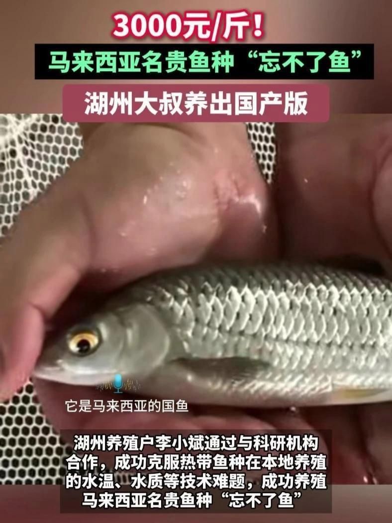 馬來忘不了魚一條多少錢