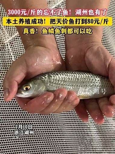 馬來忘不了魚一條多少錢