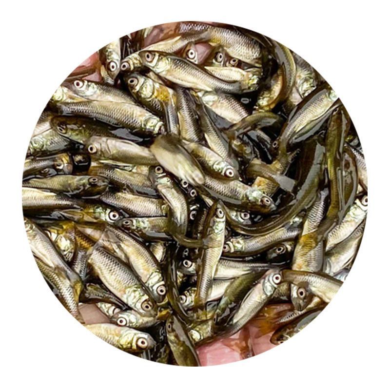 龍魚改口麥穗魚（如何為龍魚改口麥穗魚提供適宜的繁殖環(huán)境）