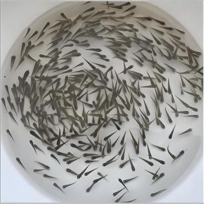龍魚改口麥穗魚（如何為龍魚改口麥穗魚提供適宜的繁殖環(huán)境）