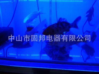 紅龍魚缸燈用什么顏色最好：紅龍魚缸燈用什么顏色好