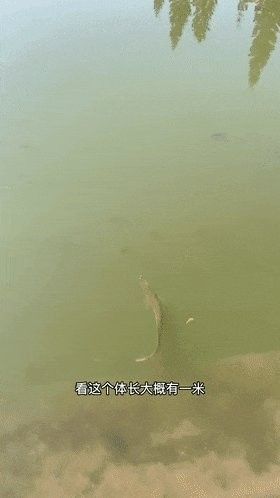 銀龍魚可以放生到河里嗎