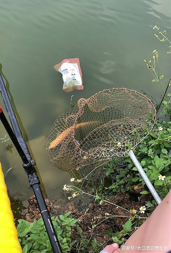 銀龍魚可以放生到河里嗎