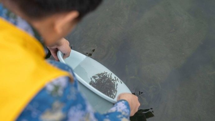 銀龍魚可以放生到河里嗎