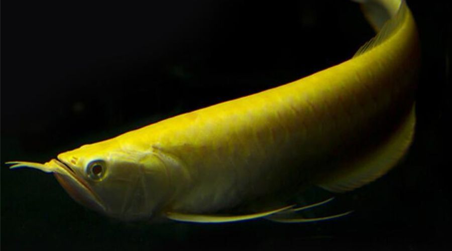 白化銀龍魚和黃化銀龍魚哪個貴一點（白化銀龍魚和黃化銀龍魚哪個好）