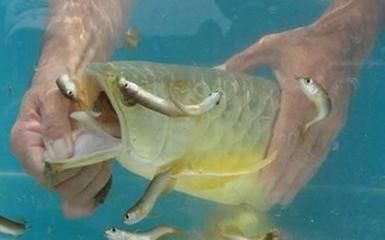 養的金龍魚突然跳出來死掉了（金龍魚突然死亡可能是由多種因素共同作用的結果）