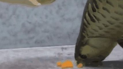 養的金龍魚突然跳出來死掉了（金龍魚突然死亡可能是由多種因素共同作用的結果）