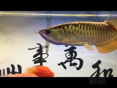 寶石金龍魚和高背金龍魚區別（寶石金龍魚和高背金龍魚在多個方面存在明顯的區別） 寶石金龍魚和高背金龍魚區別（寶石金龍魚和高背金龍魚在多個方面存在明顯的區別） 龍魚百科 第3張