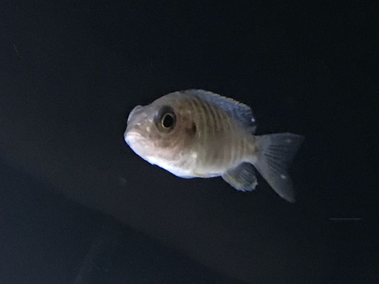 求助這魚(yú)得了什么病？