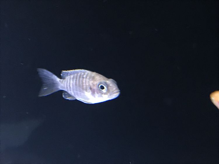 求助這魚(yú)得了什么病？