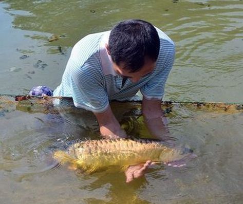 金龍魚運輸后翻肚皮會死嗎：金龍魚運輸后翻肚皮會死嗎金龍魚運輸后會死嗎
