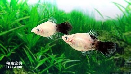 龍魚(yú)一直浮在水面一側(cè)發(fā)紅：龍魚(yú)一直浮在水面一側(cè)發(fā)紅，原因分析與解決方法