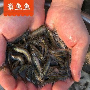 小龍魚不吃飼料怎么辦呀：小龍魚不吃飼料可能有多種原因以下是一些可能的解決方案
