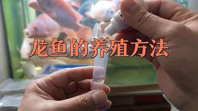 龍魚飼養需要哪些注意事項