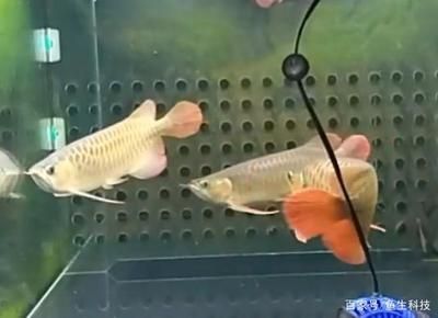 龍魚(yú)撞缸怎么辦：龍魚(yú)撞缸可能由多種原因引起