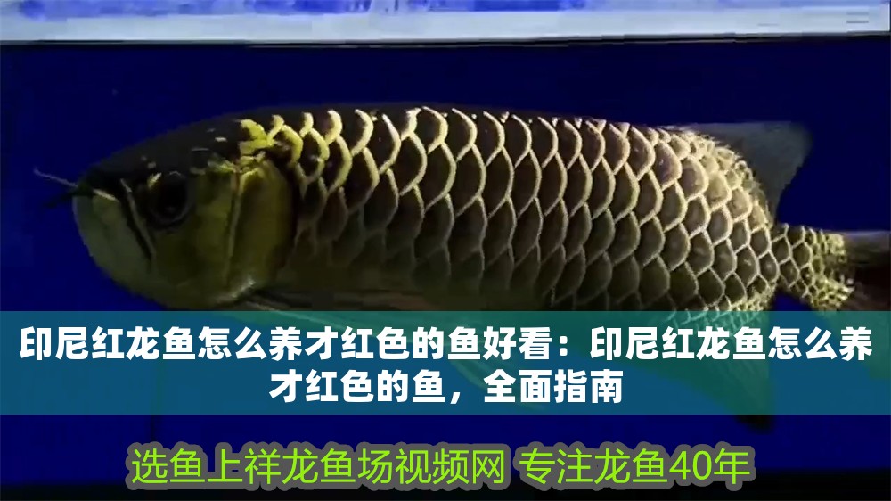 印尼紅龍魚怎么養才紅色的魚好看：印尼紅龍魚怎么養才紅色的魚，全面指南
