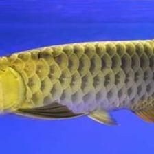 金龍魚成魚：金龍魚多少年可以長成成魚