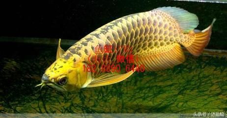 金龍魚成魚：金龍魚多少年可以長成成魚