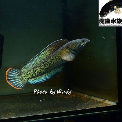 龍魚怎么配對成功：如何判斷龍魚配對成功