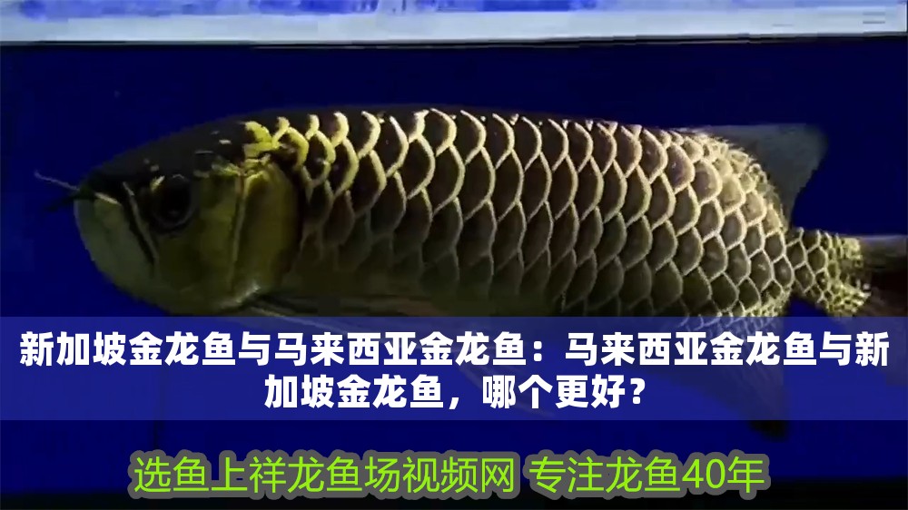 新加坡金龍魚與馬來西亞金龍魚：馬來西亞金龍魚與新加坡金龍魚，哪個更好？