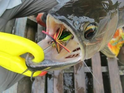 什么金龍魚好釣魚（自制金龍魚餌料秘方金龍魚釣魚成功率提升方法）