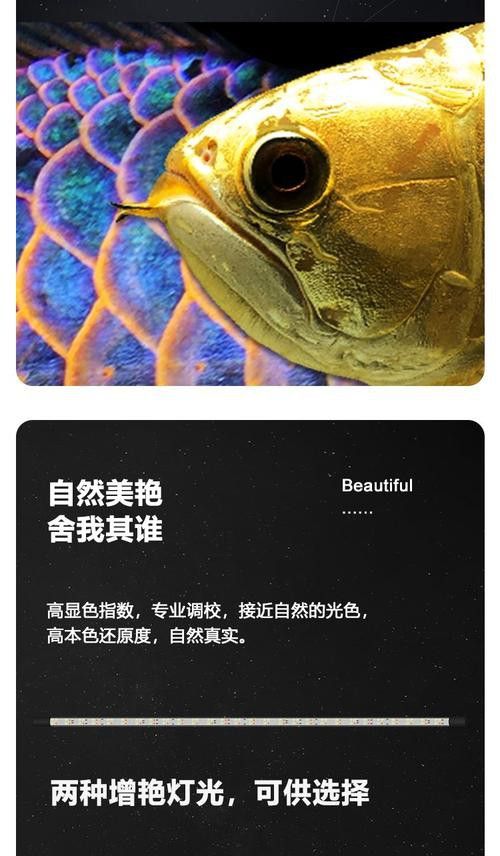 金龍魚(yú)用什么顏色的燈光好呢