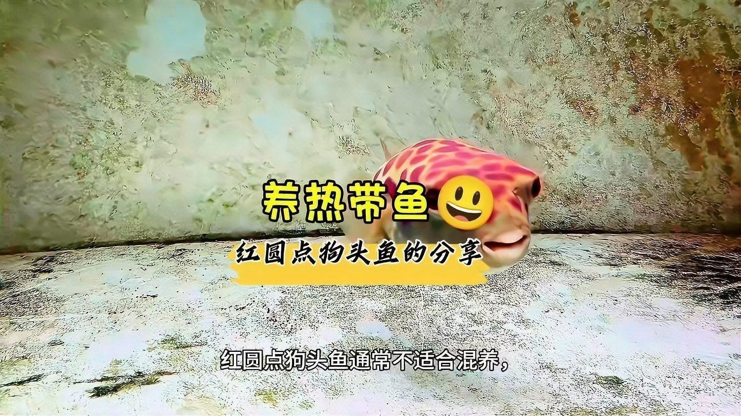 奈及利亞紅圓點狗頭魚ph
