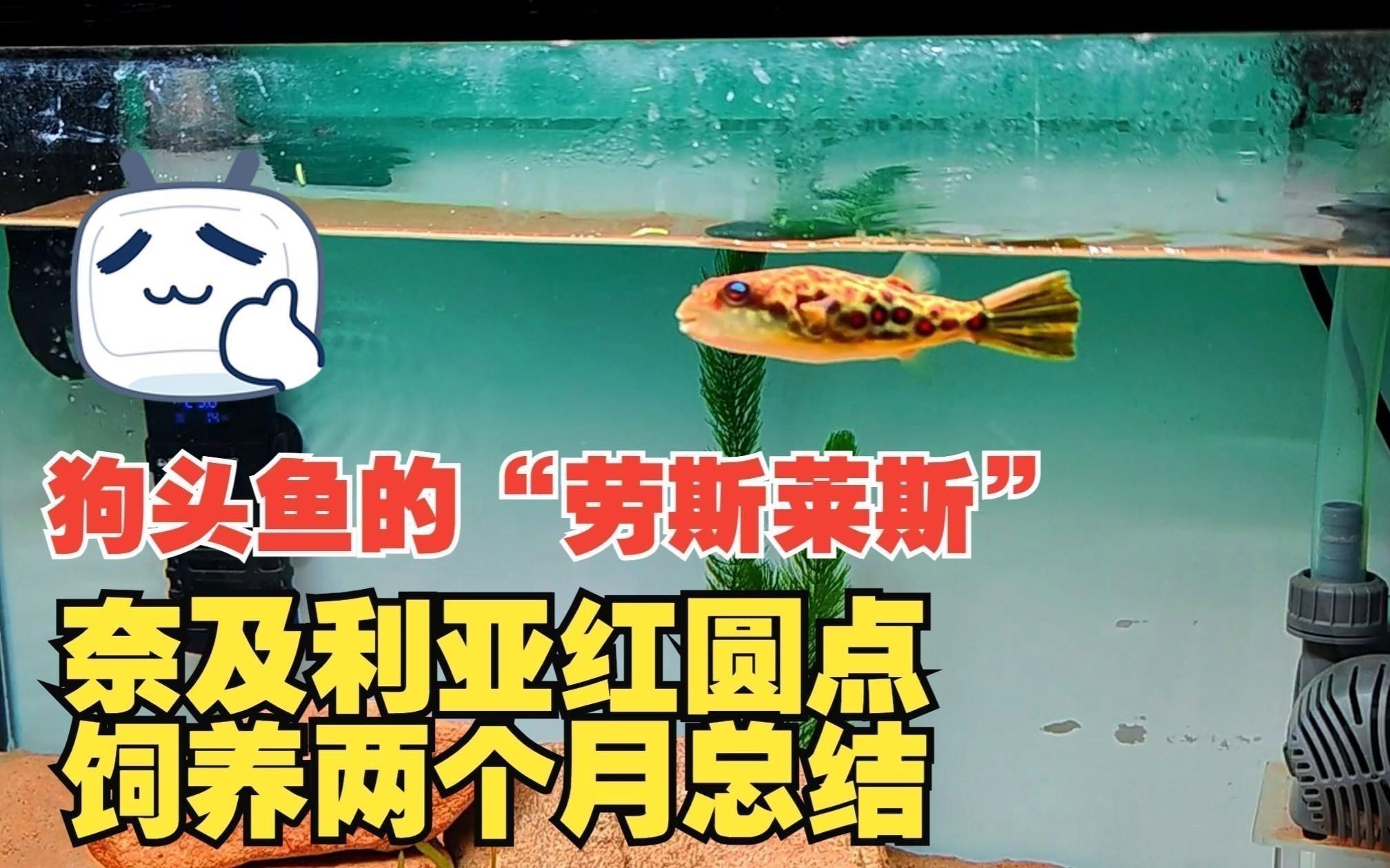 奈及利亞紅圓點狗頭魚ph