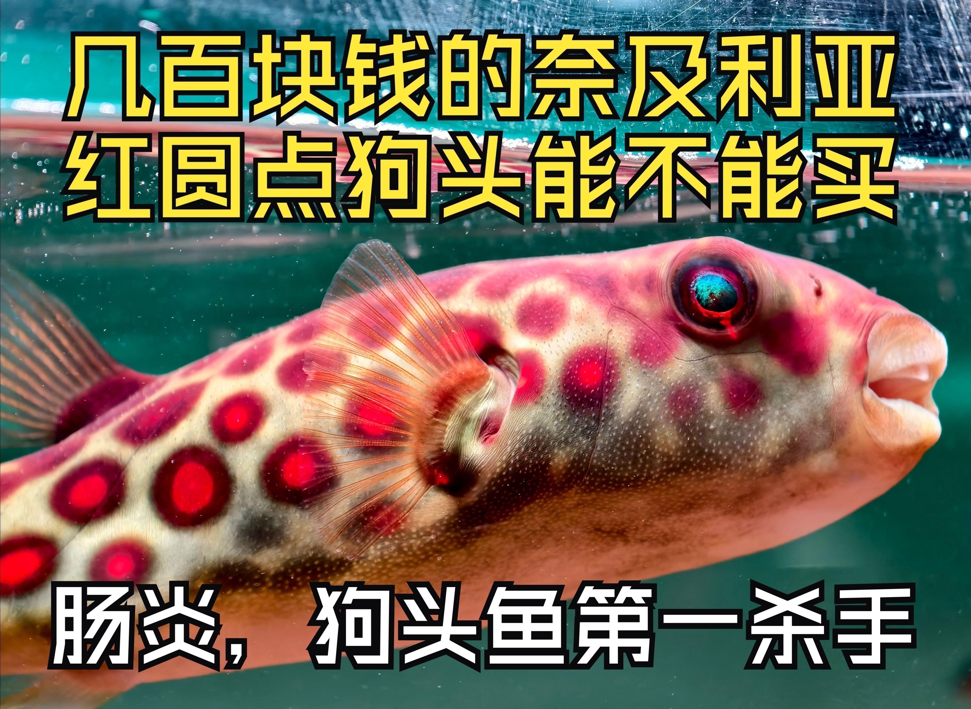 奈及利亞紅圓點狗頭魚ph