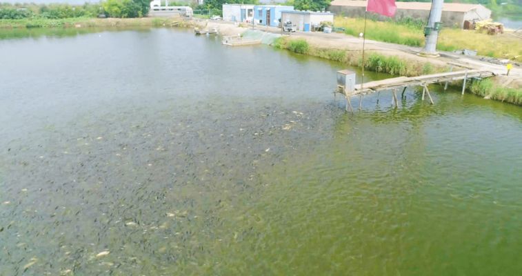 綠皮紅龍魚(yú)發(fā)色過(guò)程分析圖：綠皮辣椒紅龍魚(yú)價(jià)格探秘，從稀有基因到市場(chǎng)價(jià)值的深度解析