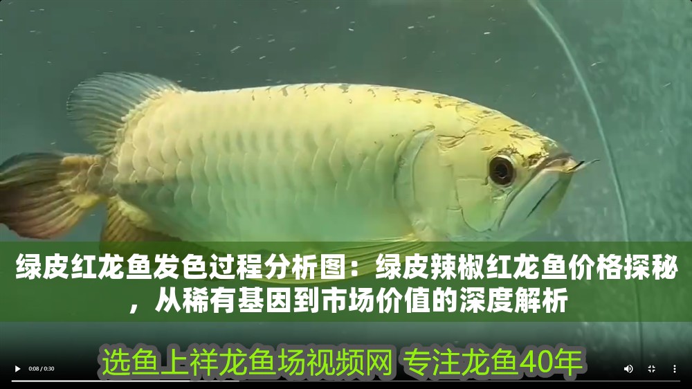 綠皮紅龍魚(yú)發(fā)色過(guò)程分析圖：綠皮辣椒紅龍魚(yú)價(jià)格探秘，從稀有基因到市場(chǎng)價(jià)值的深度解析