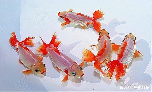 金魚掉鱗能自愈嗎