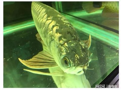 龍魚身上潰爛用什么藥：龍魚身上潰爛用什么藥治療