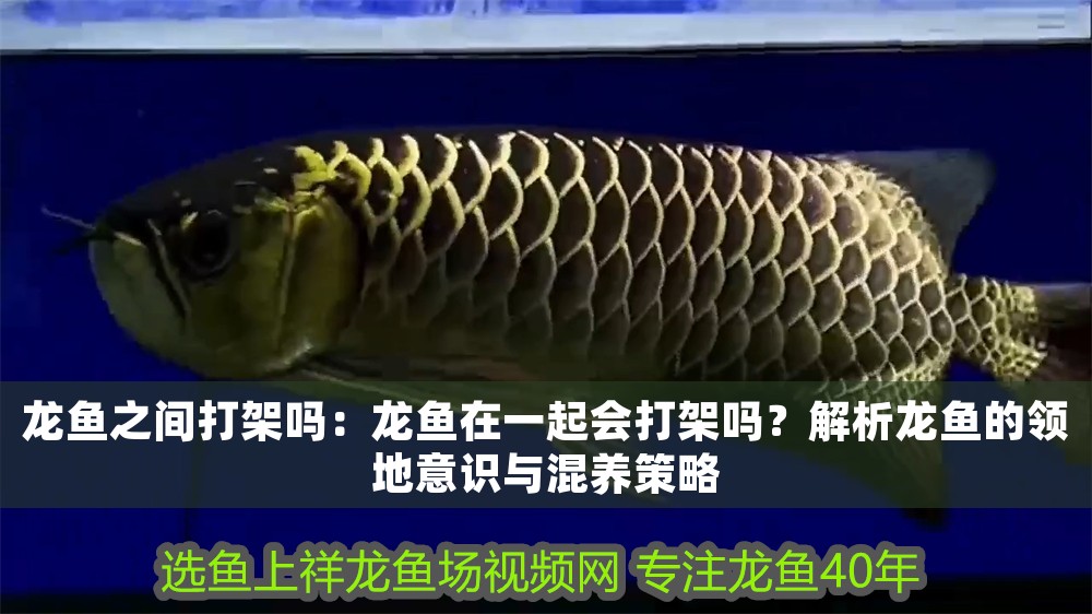 龍魚之間打架嗎：龍魚在一起會打架嗎？解析龍魚的領地意識與混養策略