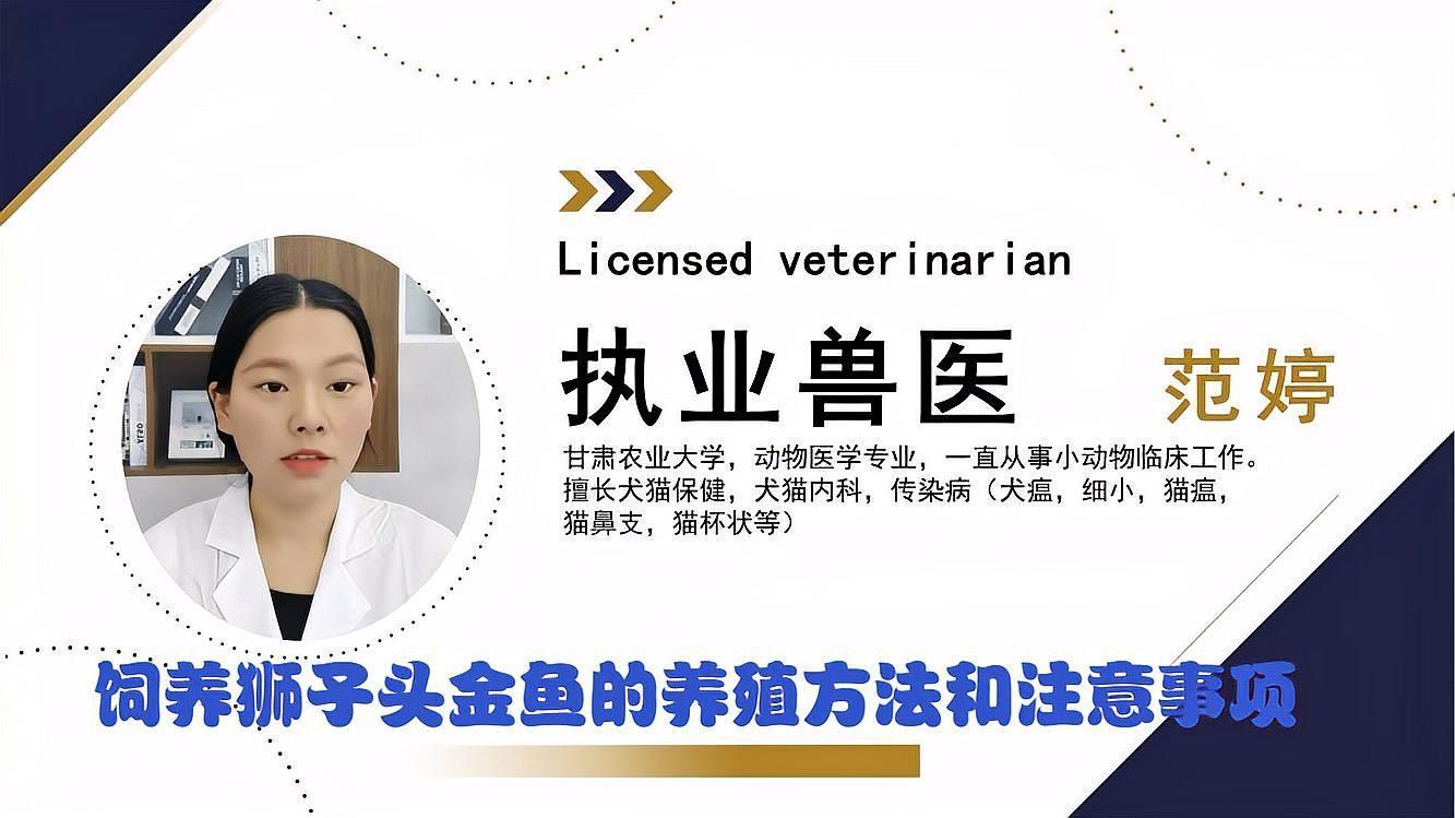 金魚熊貓獅子頭怎么養