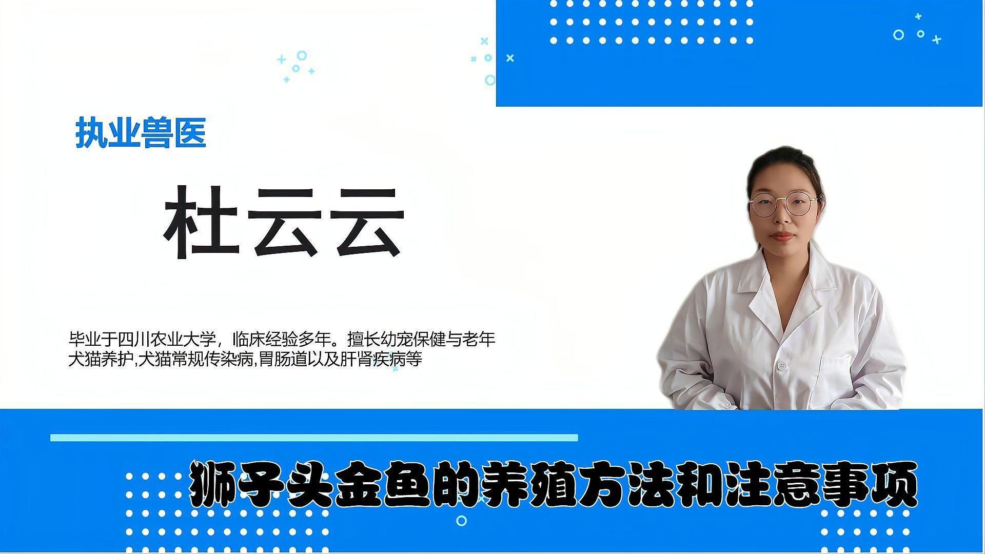 金魚熊貓獅子頭怎么養