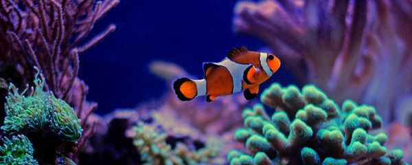 龍魚配對成功概率是多少啊，如何判斷龍魚性成熟，龍魚配對后繁殖技巧，改善龍魚水質的妙招