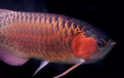 龍魚配對成功概率是多少啊，如何判斷龍魚性成熟，龍魚配對后繁殖技巧，改善龍魚水質的妙招