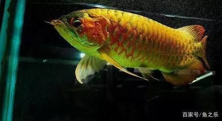 龍魚福龍王:福龍王是好看還是畸形? 龍魚百科 第1張 龍魚福龍王:福龍王是好看還是畸形? 龍魚福龍王:福龍王是好看還是畸形? 龍魚百科 第1張