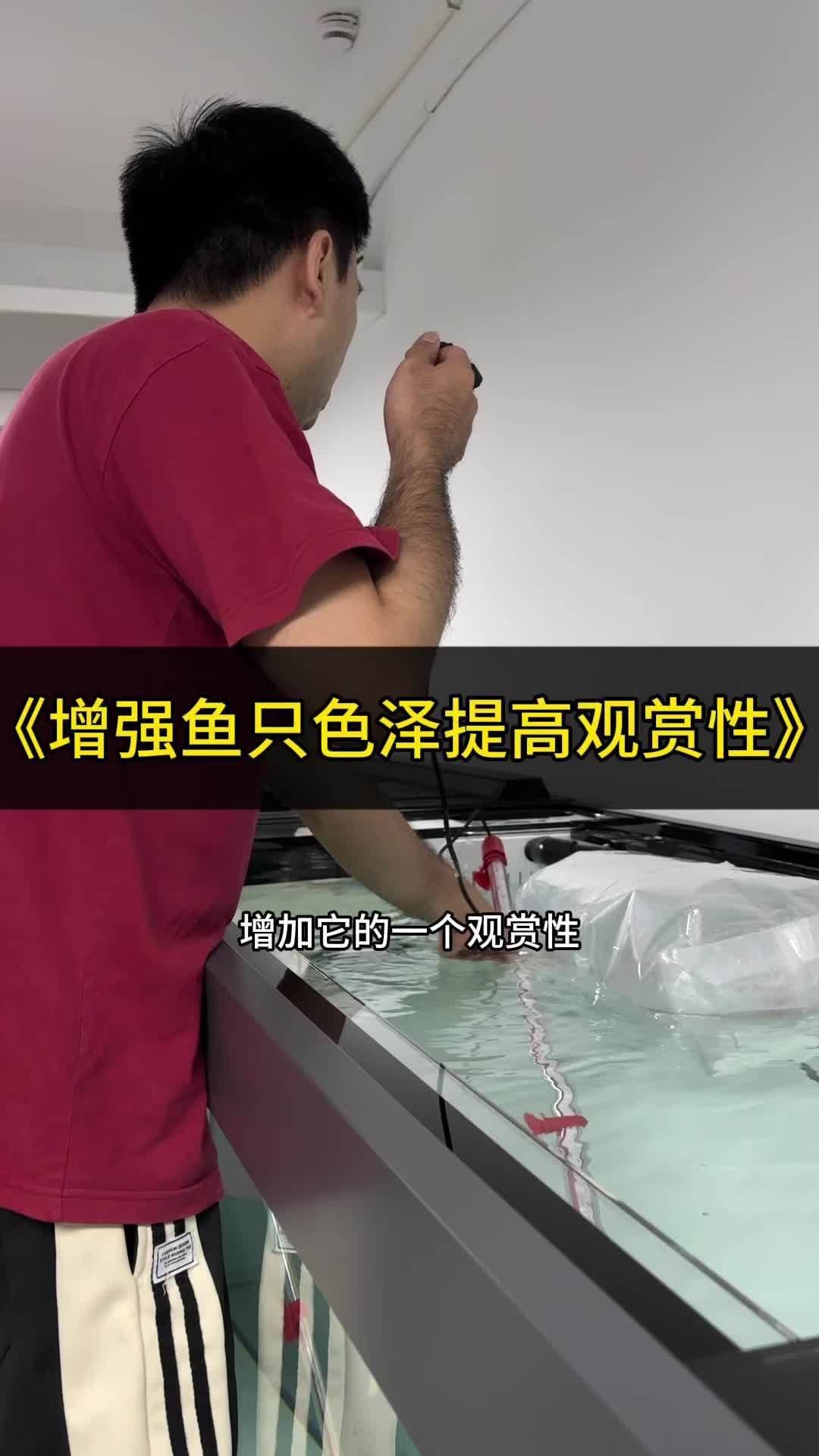 馬印水族魚缸增艷金龍是正規(guī)的嗎