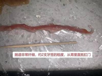 金龍魚運輸沉頭：金龍魚在運輸過程中出現(xiàn)沉頭現(xiàn)象主要是由于以下幾個原因