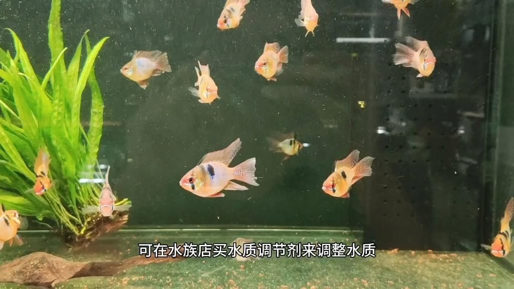 藍玉鳳凰魚品種介紹