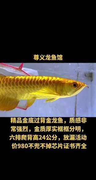 金底金龍魚圖片