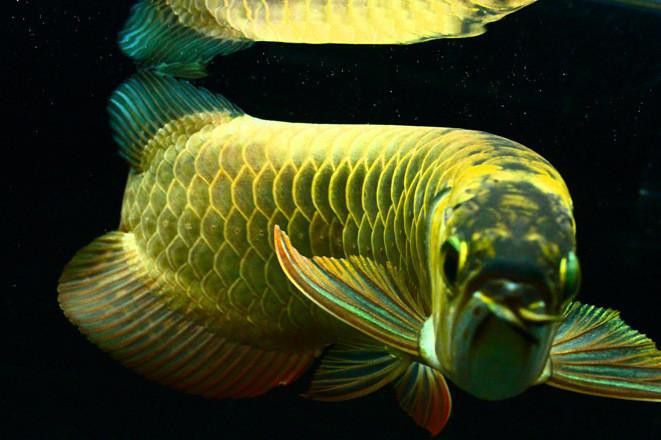 金底金龍魚圖片