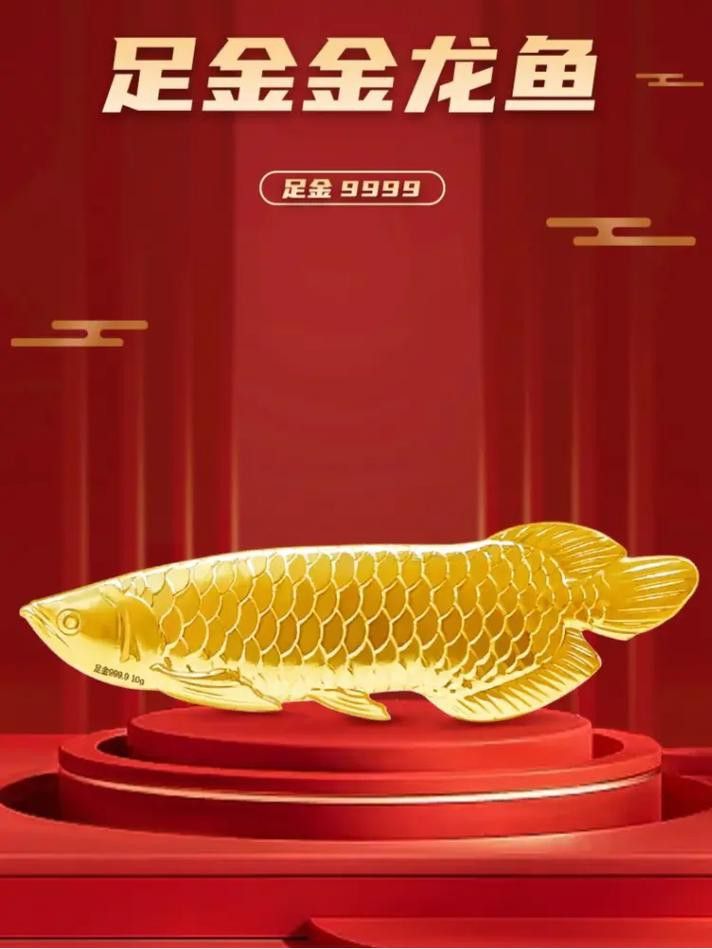 金底金龍魚圖片