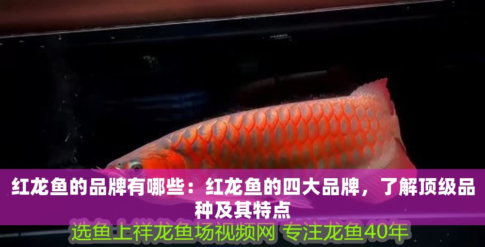 紅龍魚的品牌有哪些：紅龍魚的四大品牌，了解頂級品種及其特點