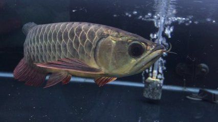 紅龍魚的品牌有哪些：紅龍魚的四大品牌，了解頂級品種及其特點