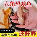 白色的龍魚價格：白色龍魚價格因多種因素而異